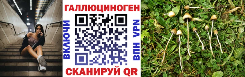 где продают   Жиздра  Псилоцибиновые грибы мухоморы 